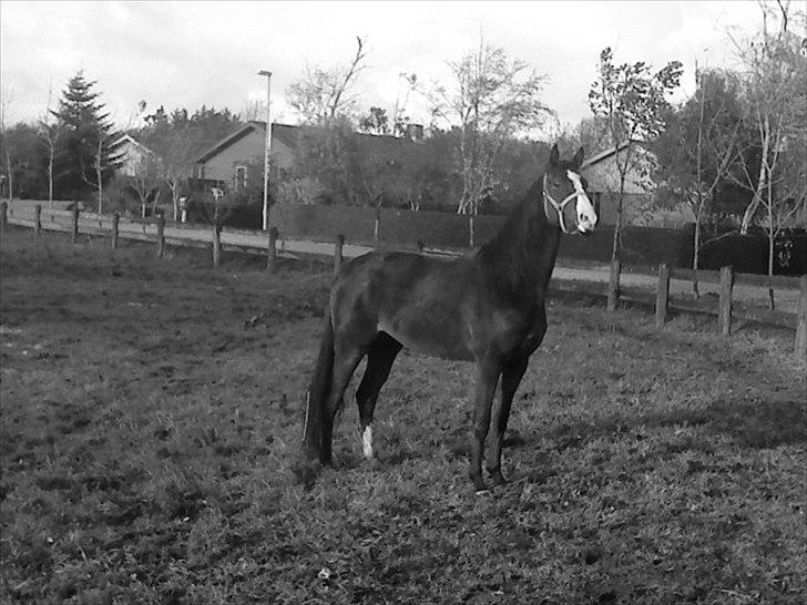 Dansk Varmblod Isabella billede 4