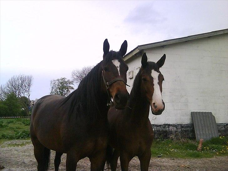 Dansk Varmblod Isabella - Isabella og hendes mor Venaja:D billede 5