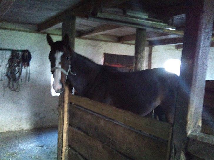 Dansk Varmblod Isabella billede 6