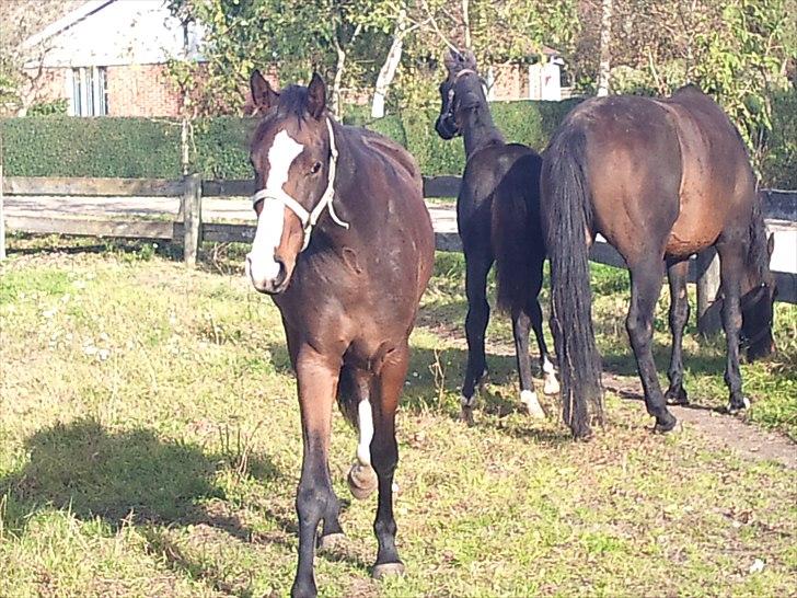 Dansk Varmblod Isabella - Isabella<3 -i baggrunden-mor og nyankomne lillesøster som også er efter De Noir:D billede 7