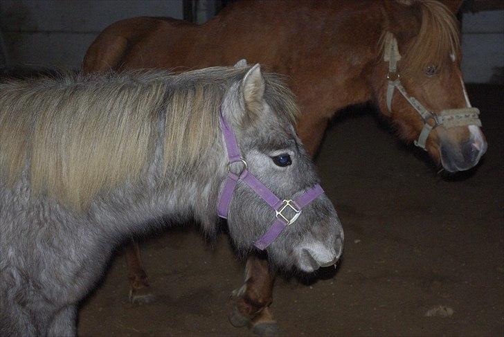 Anden særlig race Breaking Dawn * solgt :' * billede 8