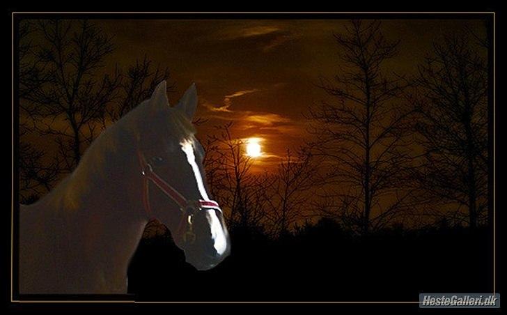 Hollandsk Sportspony Essy - pensionist - Essy i måneskin billede 13