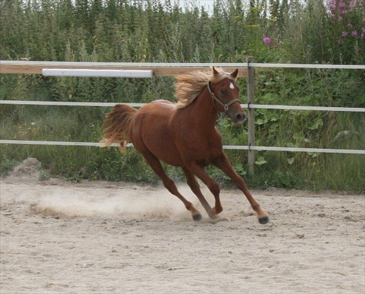 Palomino Pedro de la rosa billede 7