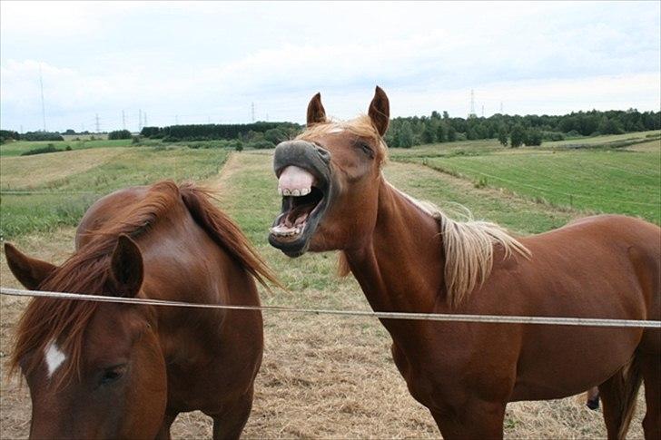 Palomino Pedro de la rosa billede 8