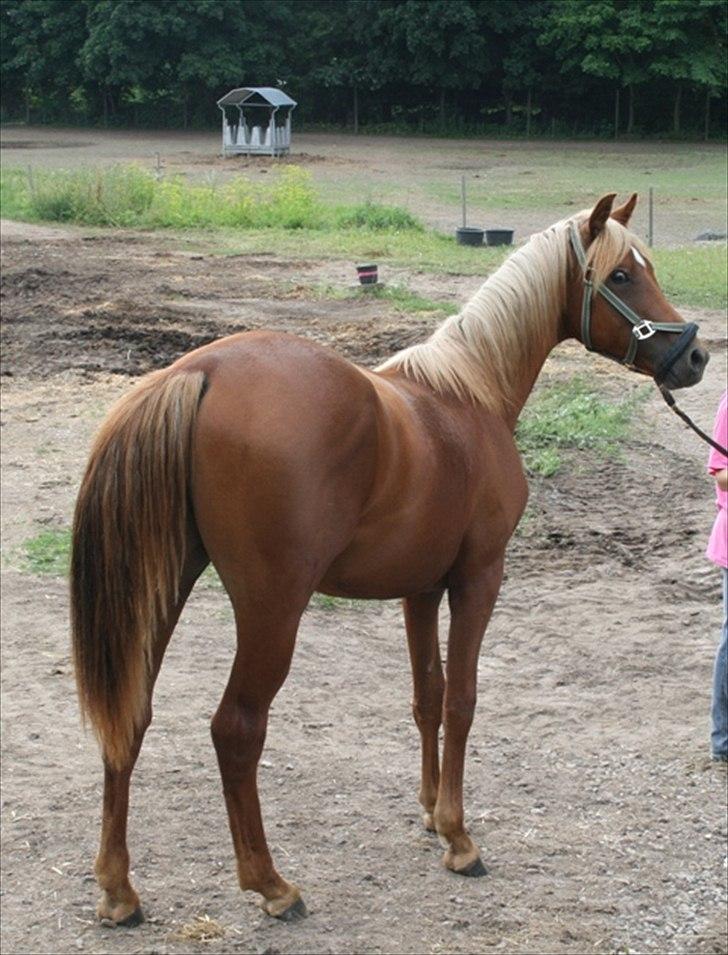 Palomino Pedro de la rosa billede 9
