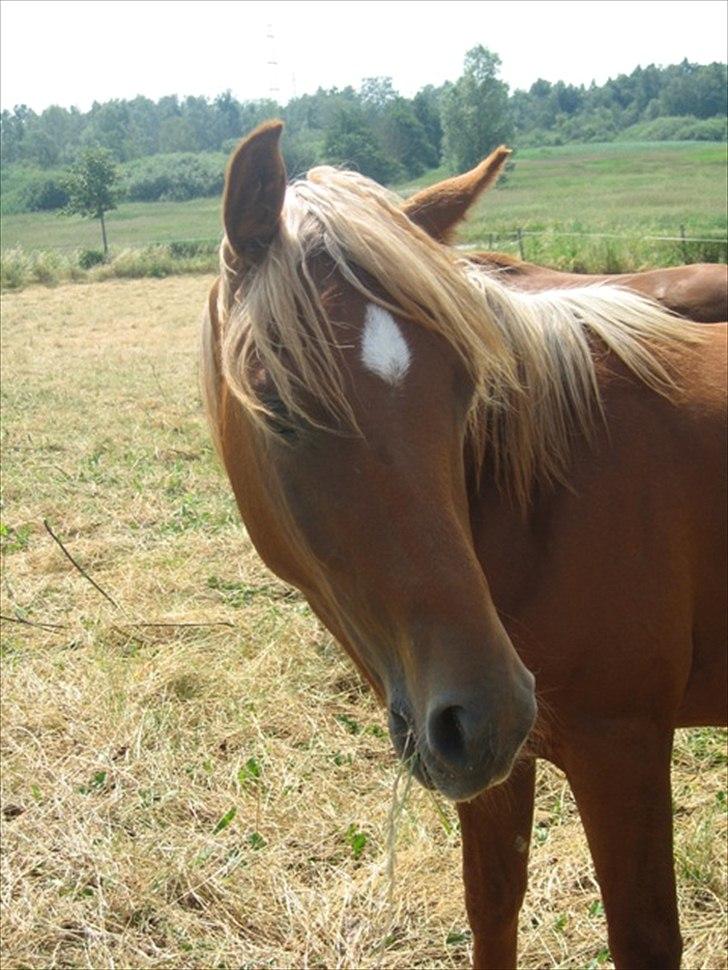 Palomino Pedro de la rosa billede 10