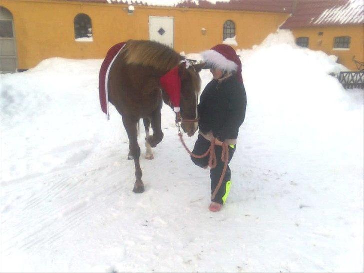 Hollandsk Sportspony Essy - pensionist - fus....dygtig pige billede 14