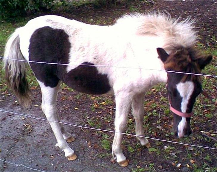 Pinto Tia - Tia 1 år gammel billede 6