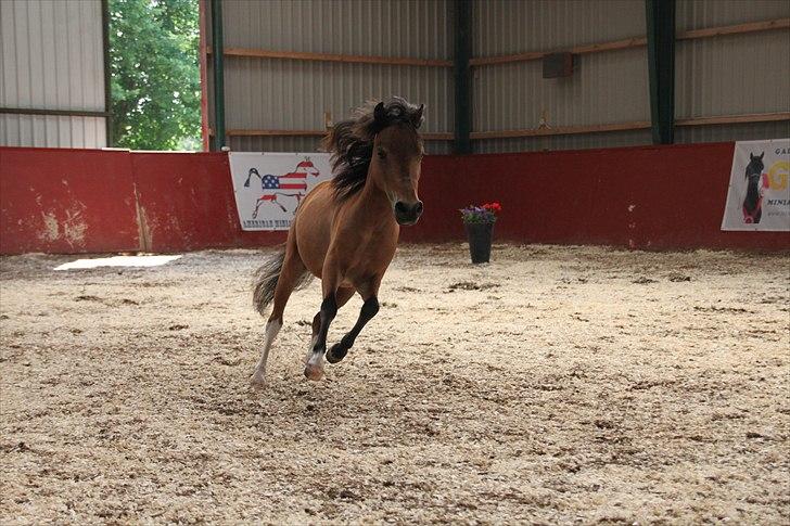 Miniature Søglimts Cheater Playboy - EAMH sommershow i Maj 2011. Her vises han fri.. billede 19