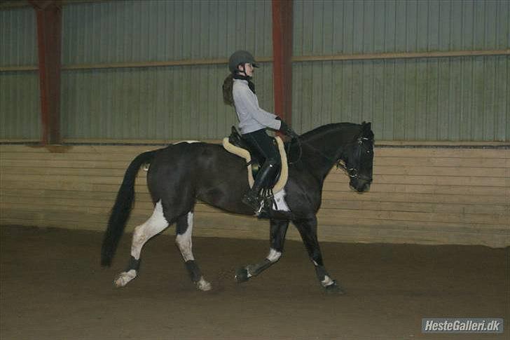 Pinto UNICORDE - Uni og jeg til træning for lang tid siden.... Den dejlige hest... billede 17