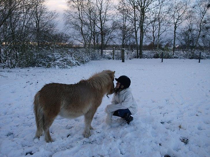 Shetlænder Østergårdens Sweet Sugar - NYT ja sugar så sne for føste gang billede 14