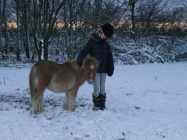 Shetlænder Østergårdens Sweet Sugar - NYT billede 15