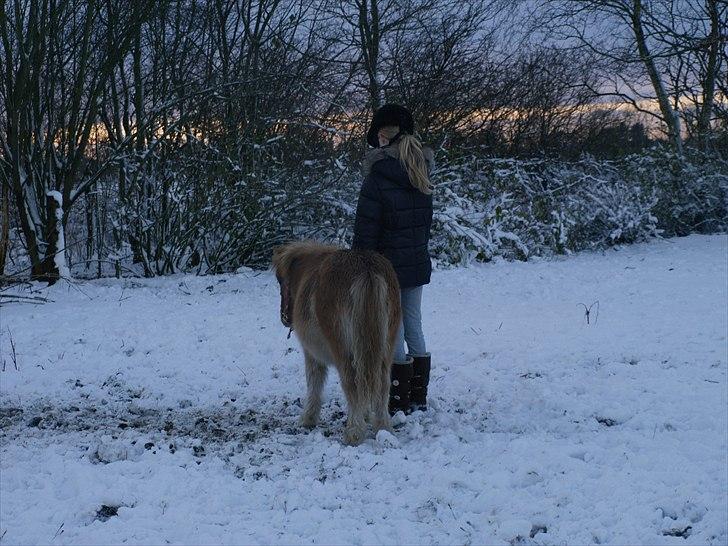 Shetlænder Østergårdens Sweet Sugar - NYT når enden er god er alting godt<3 billede 16
