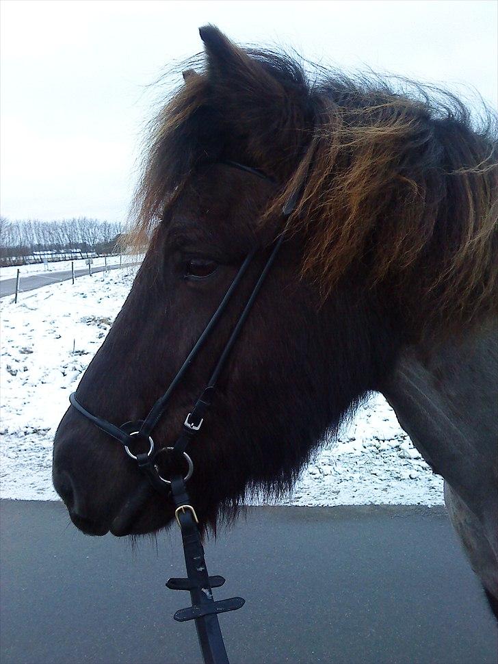 Islænder Svadilfari fra Godrumgård (solgt) billede 8