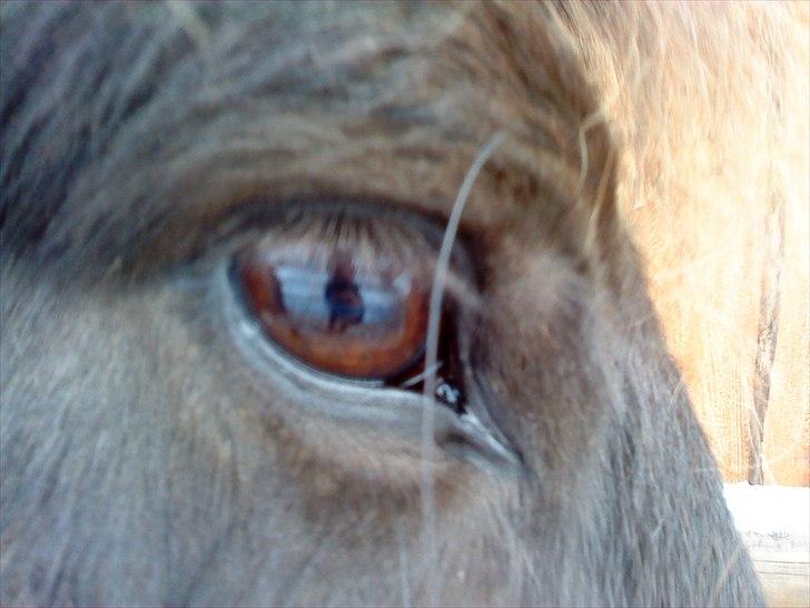 Islænder Svadilfari fra Godrumgård (solgt) billede 9