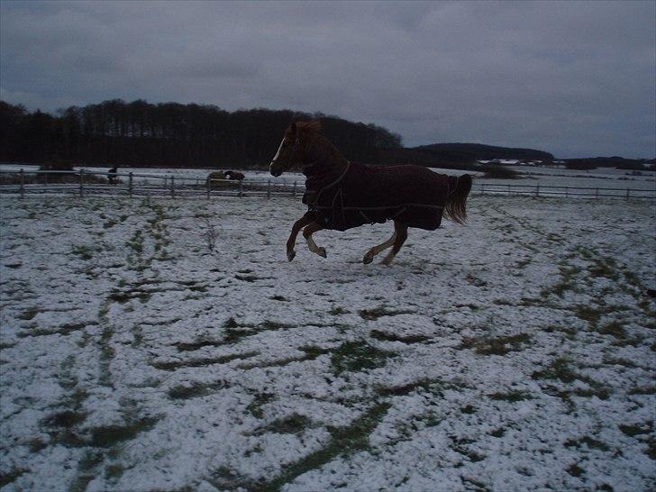 DSP Adonis "SOLGT" :´( - donis drengen i fuld galop :´) i love him <3  billede 15