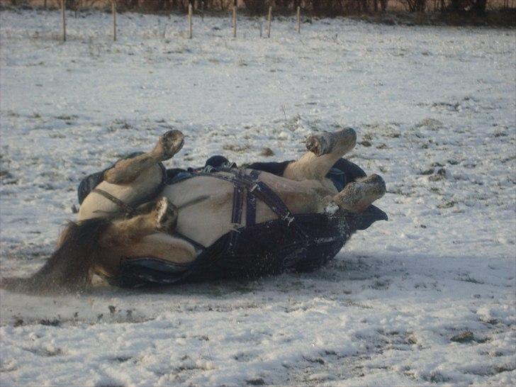 Fjordhest Freja | Stjerneponyen<3. -  NYT taget idag D. 25-11 2010  billede 8