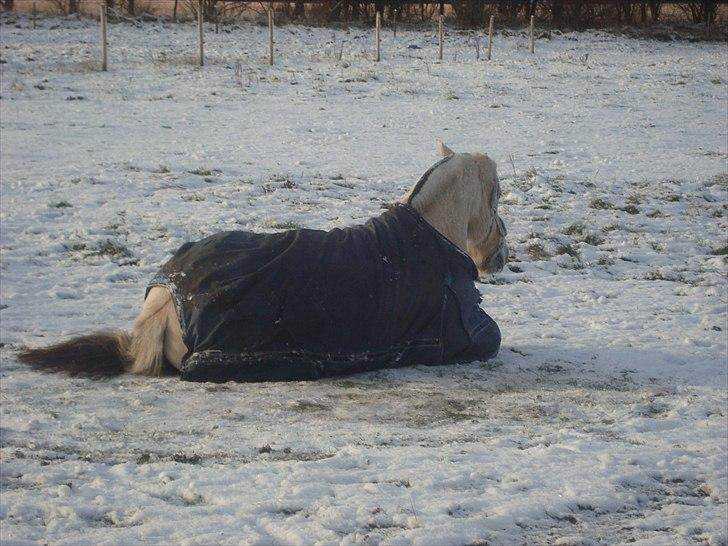 Fjordhest Freja | Stjerneponyen<3. - NYT taget idag D. 25-11 2010 billede 9