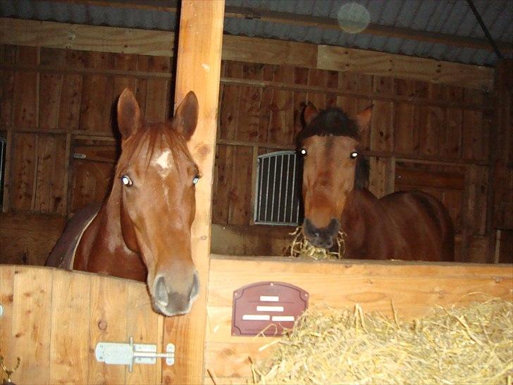 Standardbred Bastian - Bastian og hans kærest Gemmy billede 3