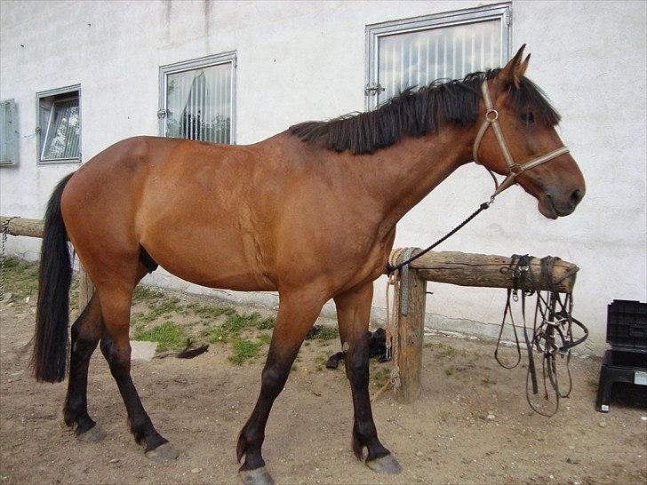 Standardbred Bastian billede 6