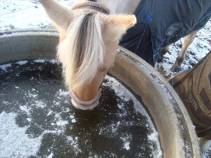Fjordhest Freja | Stjerneponyen<3. - nam nam iis xD billede 11