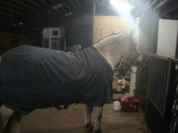 Fjordhest Freja | Stjerneponyen<3. -  NYT taget idag D. 25-11 2010 billede 14