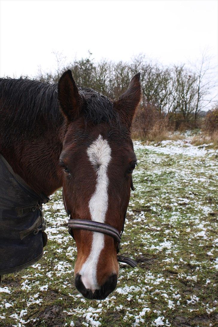 Dansk Varmblod Lavendel (Mouse) billede 15