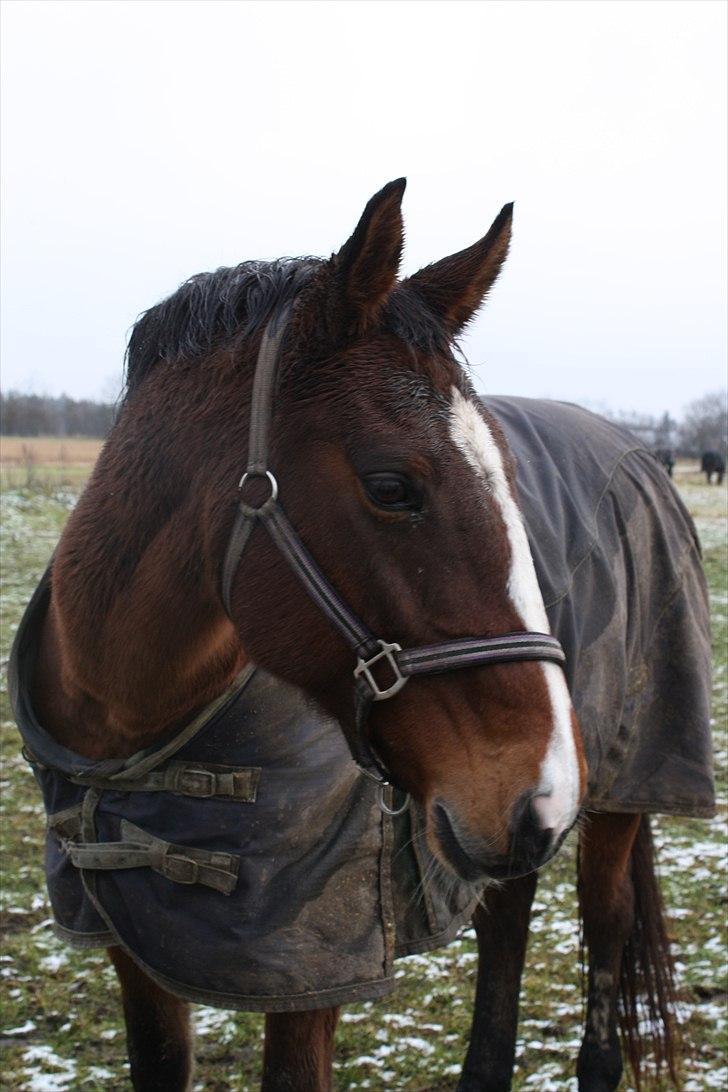 Dansk Varmblod Lavendel (Mouse) billede 16