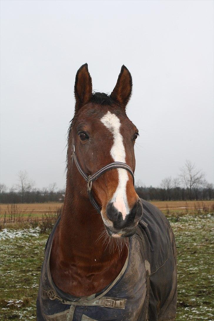Dansk Varmblod Lavendel (Mouse) billede 17