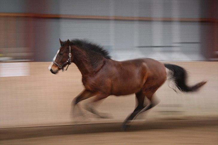 Dansk Varmblod Lavendel (Mouse) billede 18