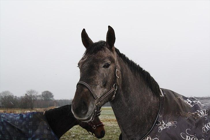 Dansk Varmblod Rosa Dream Girl billede 14