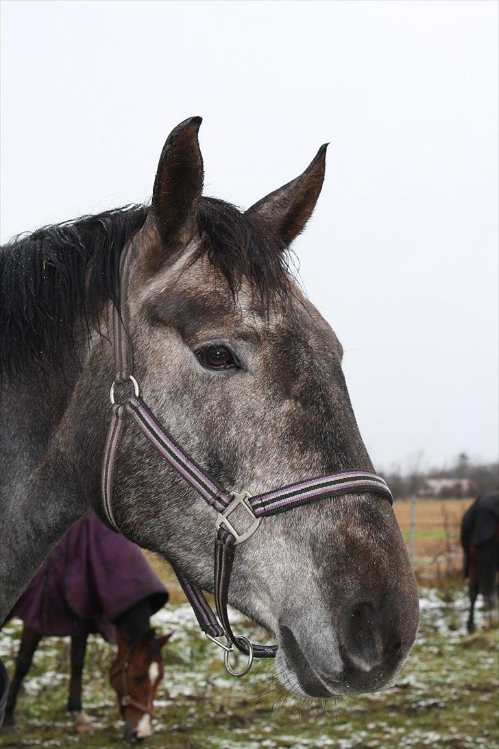 Dansk Varmblod Rosa Dream Girl billede 15