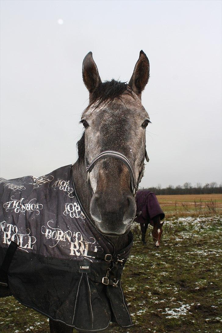 Dansk Varmblod Rosa Dream Girl billede 16