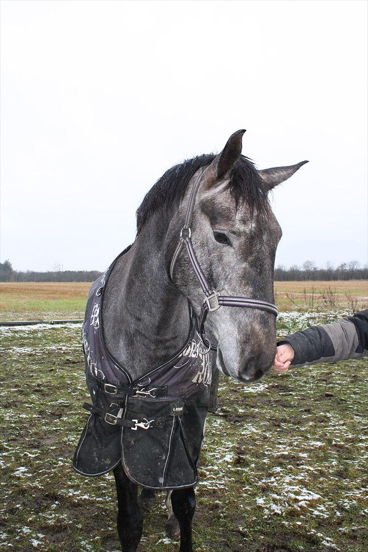 Dansk Varmblod Rosa Dream Girl billede 17