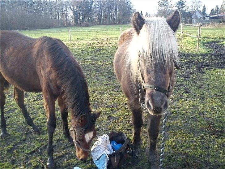 Islænder Thota fra kadalstötum - Dali og Thota <3 billede 11