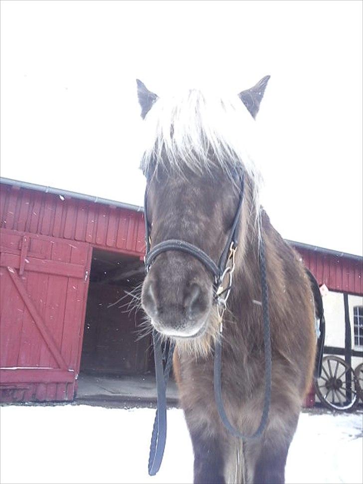 Islænder Thota fra kadalstötum - jaaaa!!! sne :D billede 13