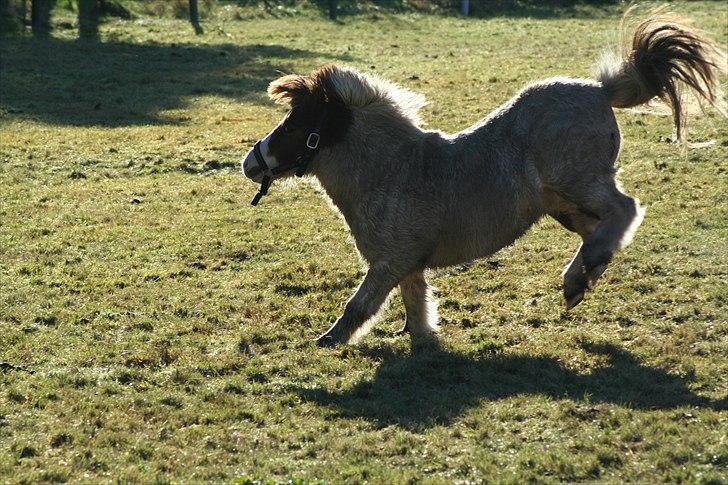 Anden særlig race Max billede 2