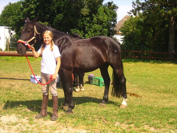 Anden særlig race Bento *rideskole* billede 2