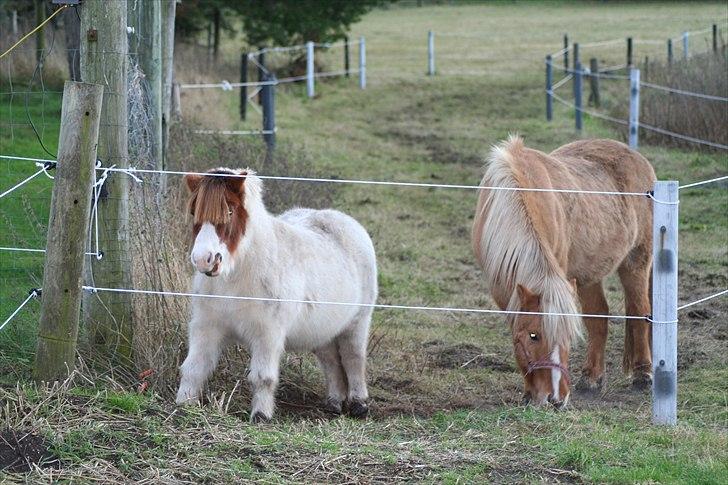 Anden særlig race Max billede 3