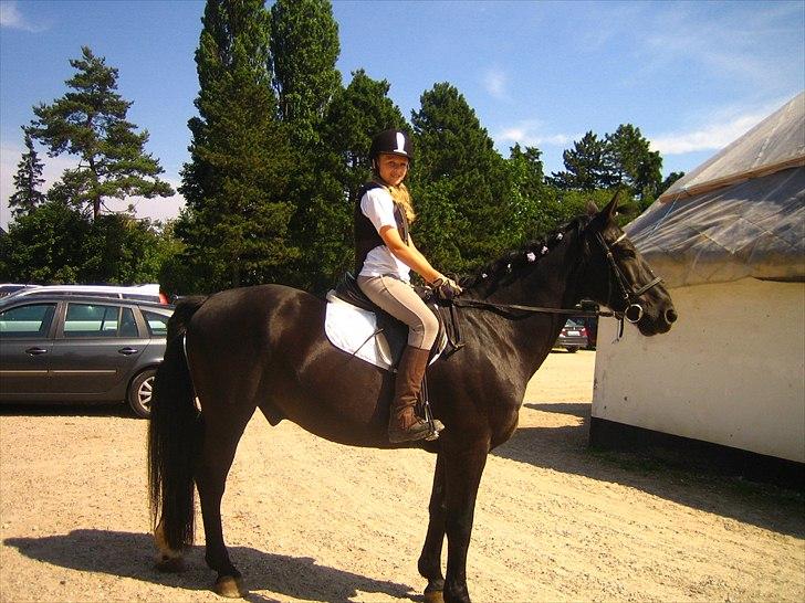 Anden særlig race Bento *rideskole* billede 3