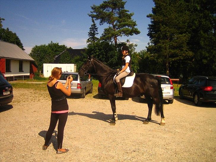 Anden særlig race Bento *rideskole* billede 5