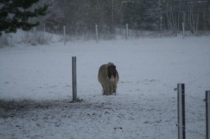 Anden særlig race Max billede 4