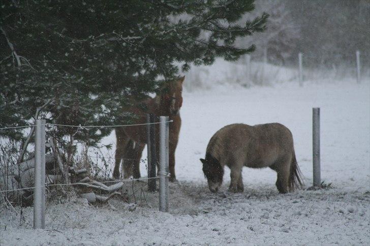Anden særlig race Max billede 5