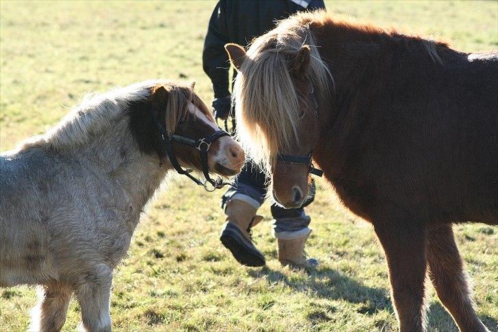Anden særlig race Max billede 6