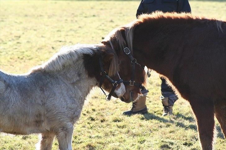 Anden særlig race Max billede 7