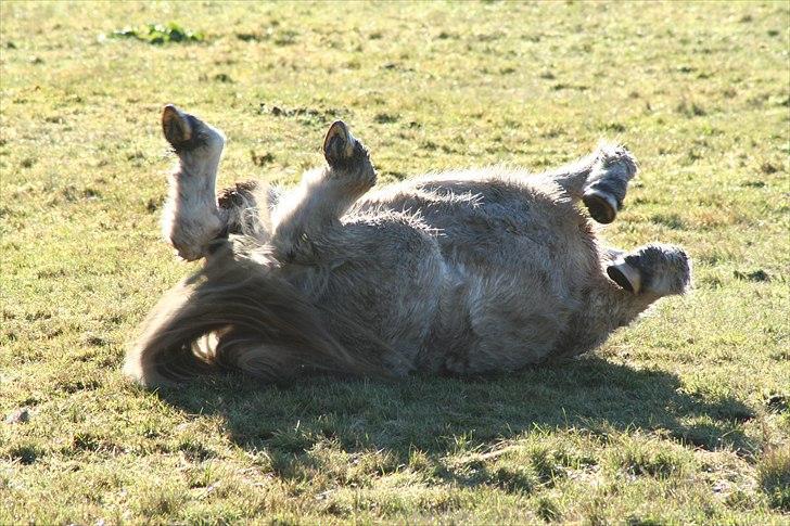 Anden særlig race Max billede 8