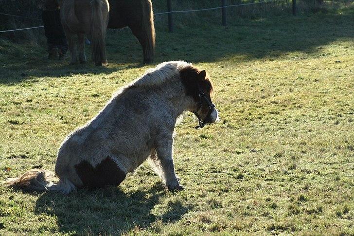 Anden særlig race Max billede 9
