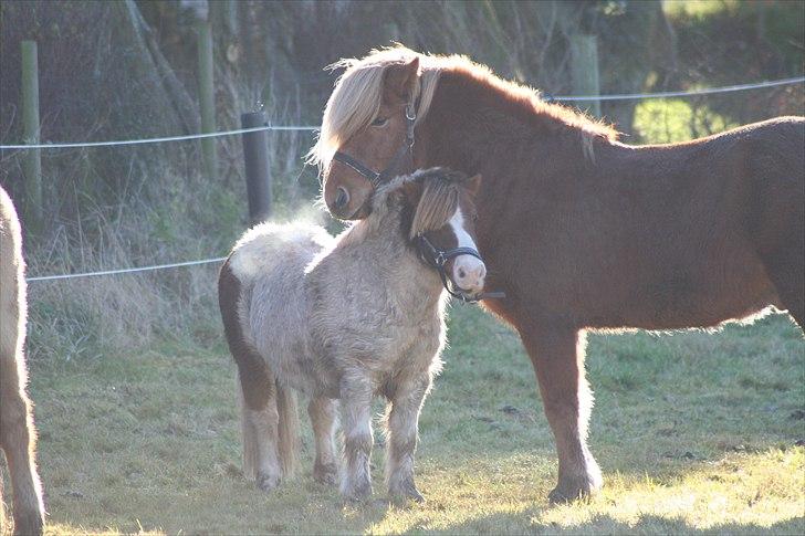Anden særlig race Max billede 10