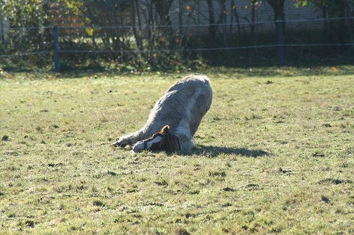 Anden særlig race Max billede 11