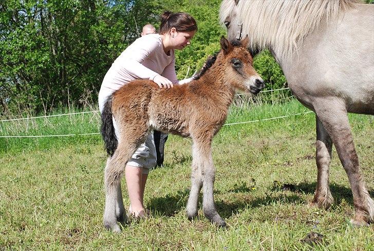 Islænder Álfadís fra Lille Vesters - dagen vor hun endelig kom. Vi have ventet hende meget længe.  billede 1